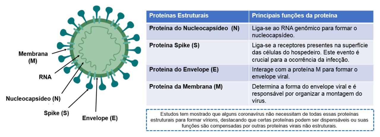 **Figura 1.** Estrutura geral dos coronavírus (adaptado de Seah et al., 2020$^{4}$).